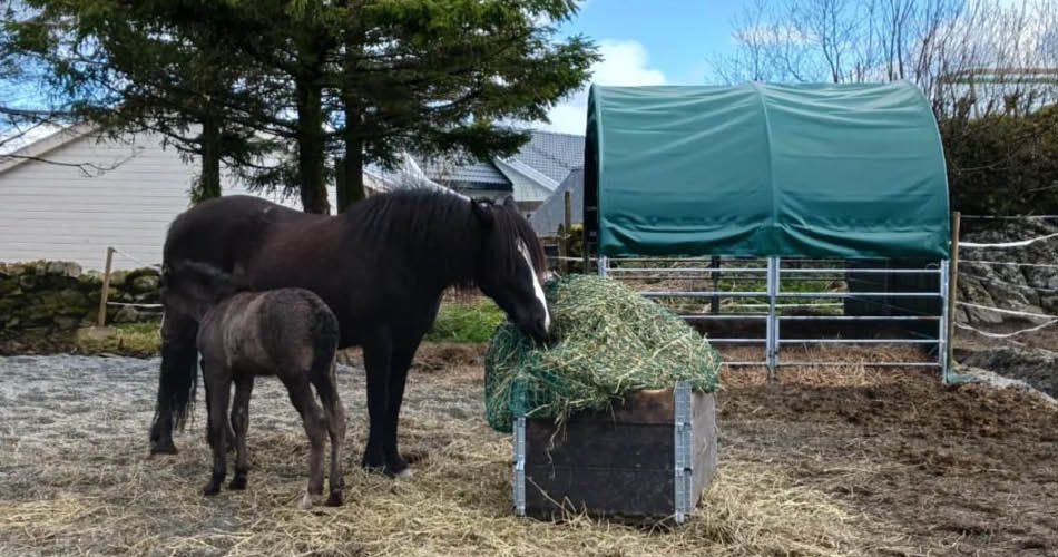 leskur 3x3x2,8 9061061 med hest og ponni En link til underkategori leskur til hester. Bildet viser en hest som spiser fra en rundballenett opp i en pallekarm. En ponni mater på høy under hesten og de står ved siden av et leksur med 2 halvåpne sider